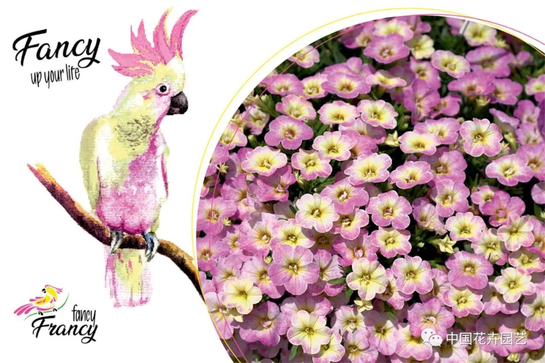 鑺卞崏鍝佺灞曠ず,鏂颁紭鑺卞崏鍝佺灞曠ず