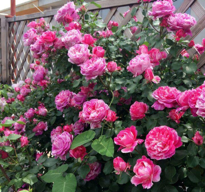 光照不足也能猛开花的藤本月季,抗病好养勤花的藤本月季品种