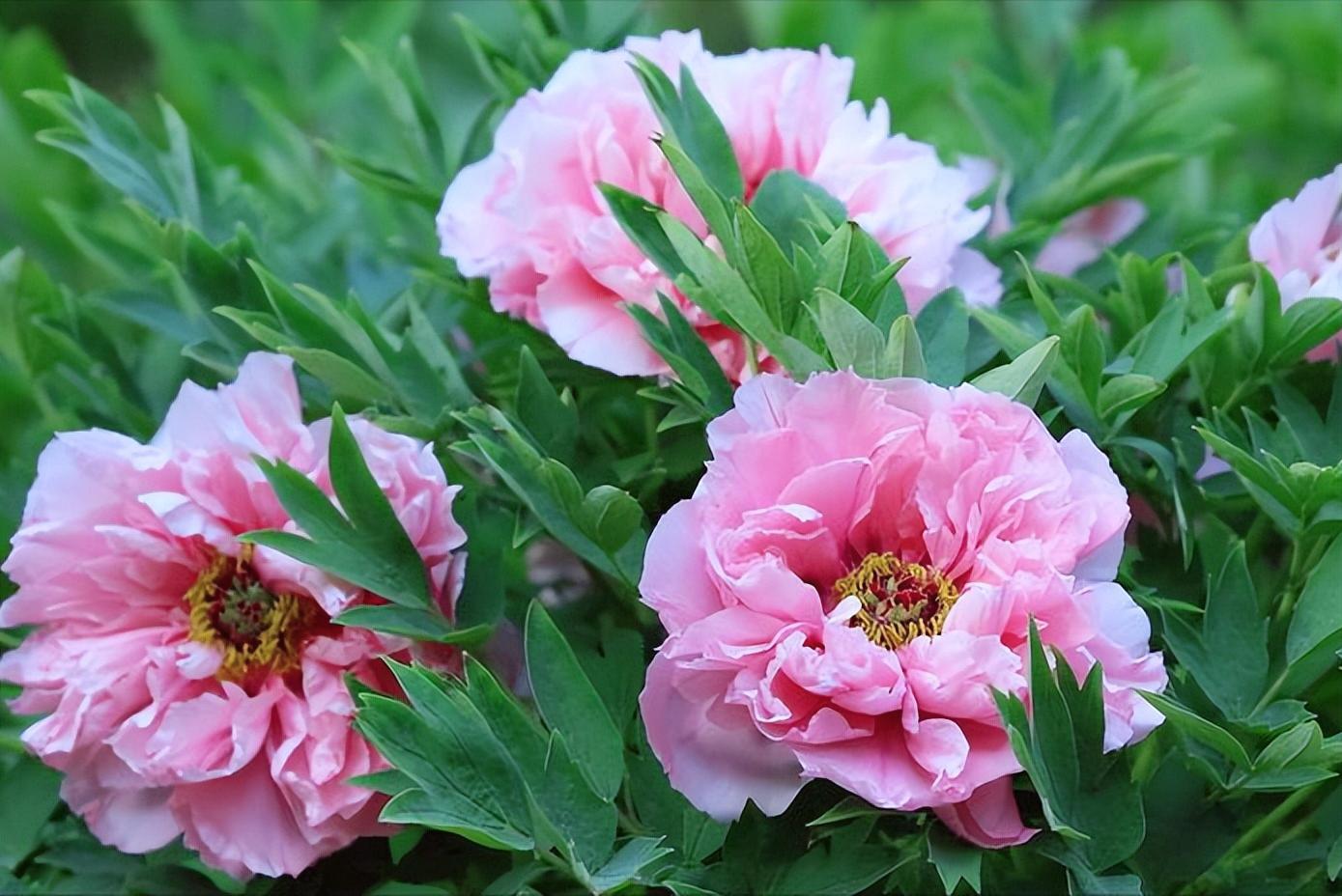 牡丹花古诗100幅,牡丹花娇艳古诗