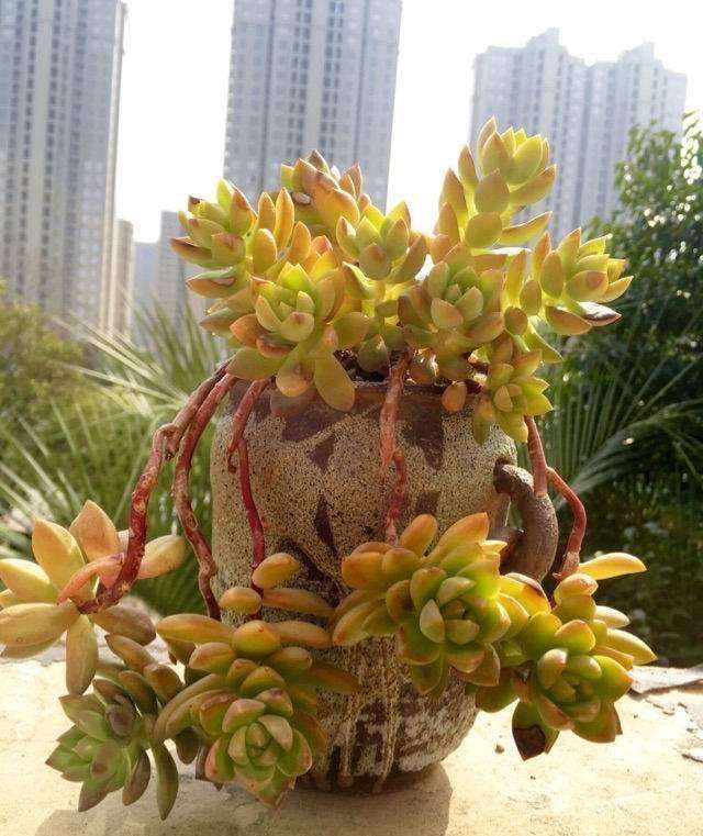 爱徒长的黄丽别嫌弃，3月控一控，养成漂亮“宝石花”