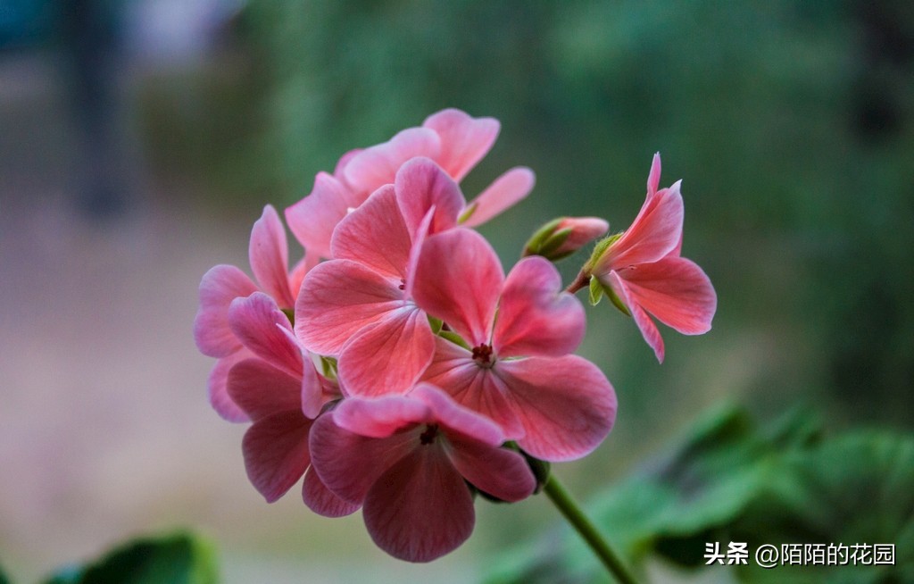 春节开花的庭院花卉,适合四季开花的庭院花卉