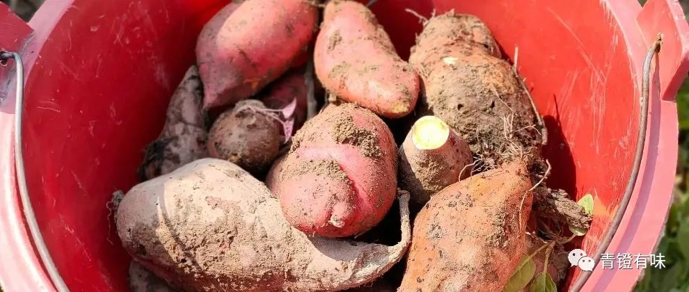 上林三里将军镇故事,广西上林三里镇的历史