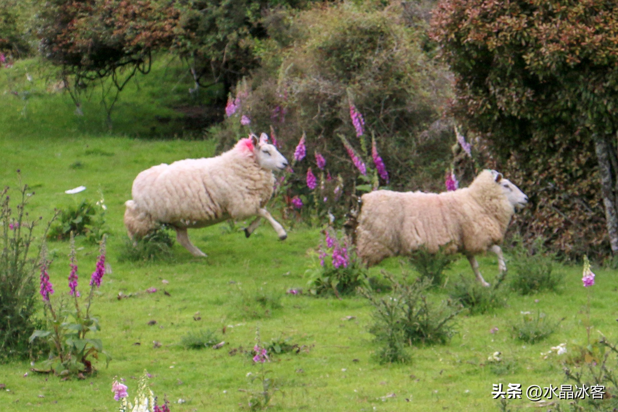 南岛新西兰之旅,新西兰之南岛