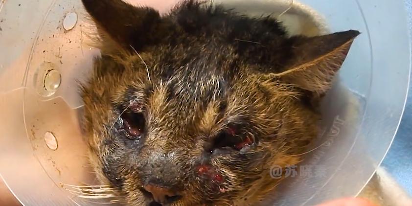 猫咪失明眼球肿大凸出,猫咪失明但眼睛装下了整片星空