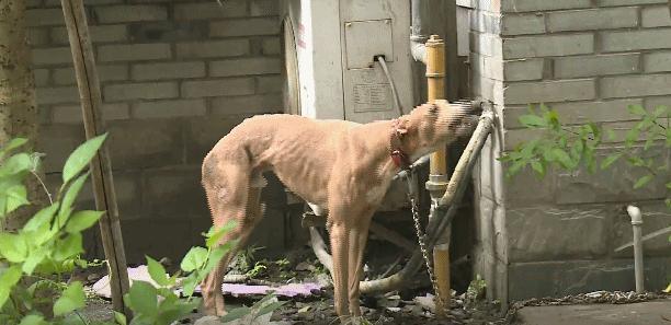 狗狗出现什么症状说明它快要走了,狗狗出现什么状况说明需要驱虫了