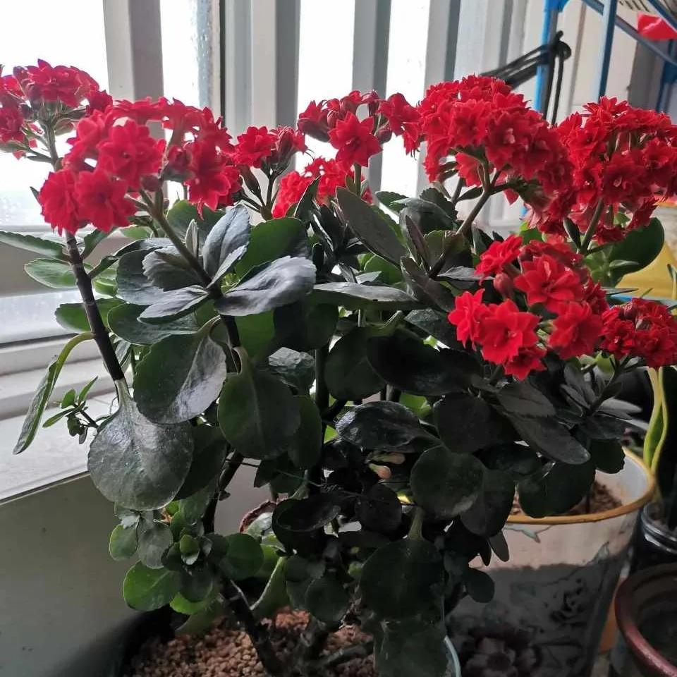 养花5个坏习惯你中了几条,养花黄叶变绿最快方法