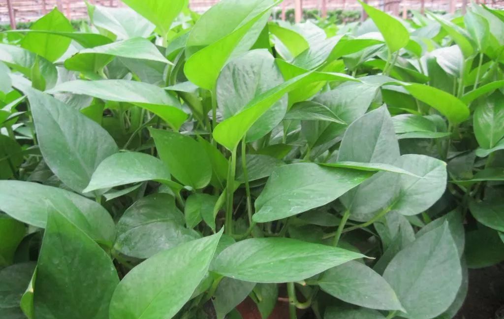 绿萝有毒吗绿萝图片,绿萝有毒吗对人有什么害处