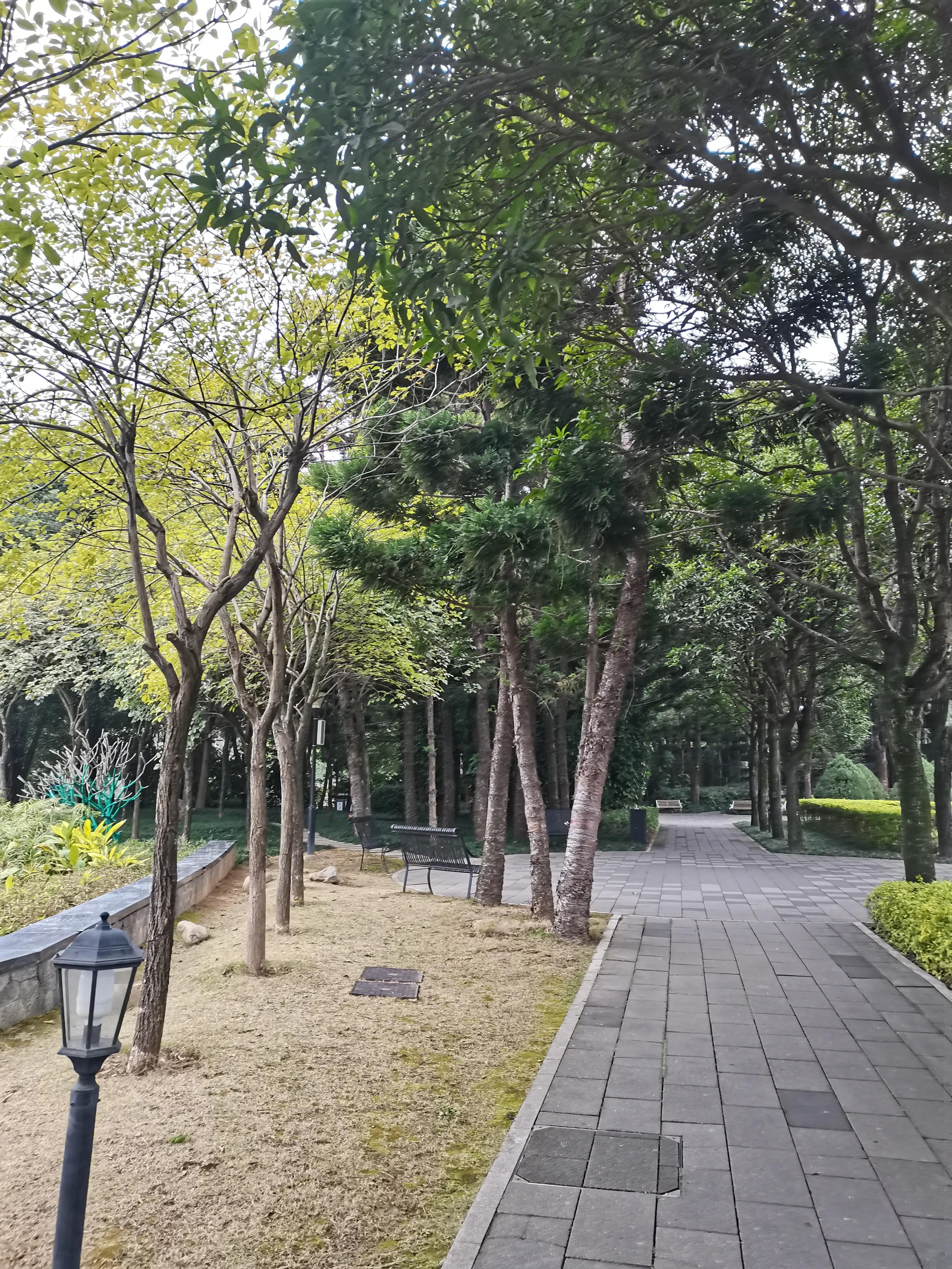 福州郁金香温泉公园,福州花海公园郁金香