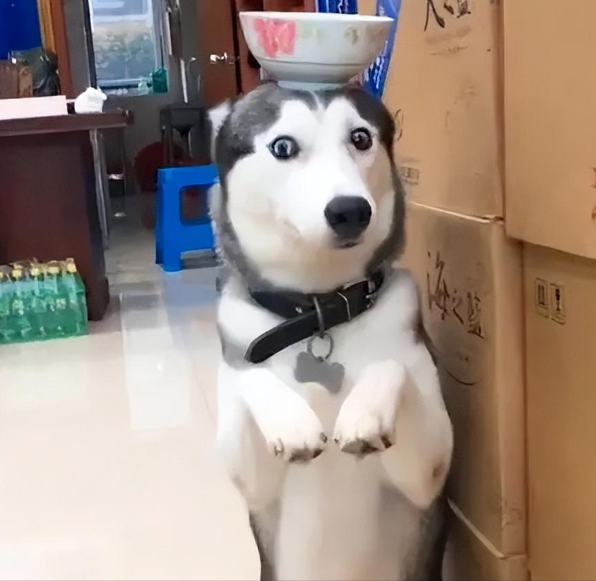 四岁不会数数的小孩,四岁不会数数