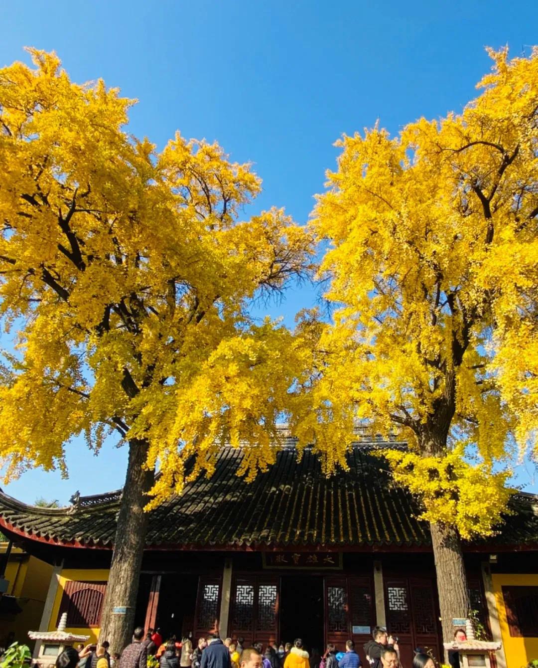 苏州秋季旅游最值得去的地方,苏州赏秋一日游攻略