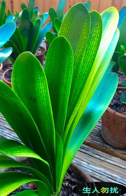 新手养护君子兰注意这三点,养君子兰避开3个误区叶大花又艳