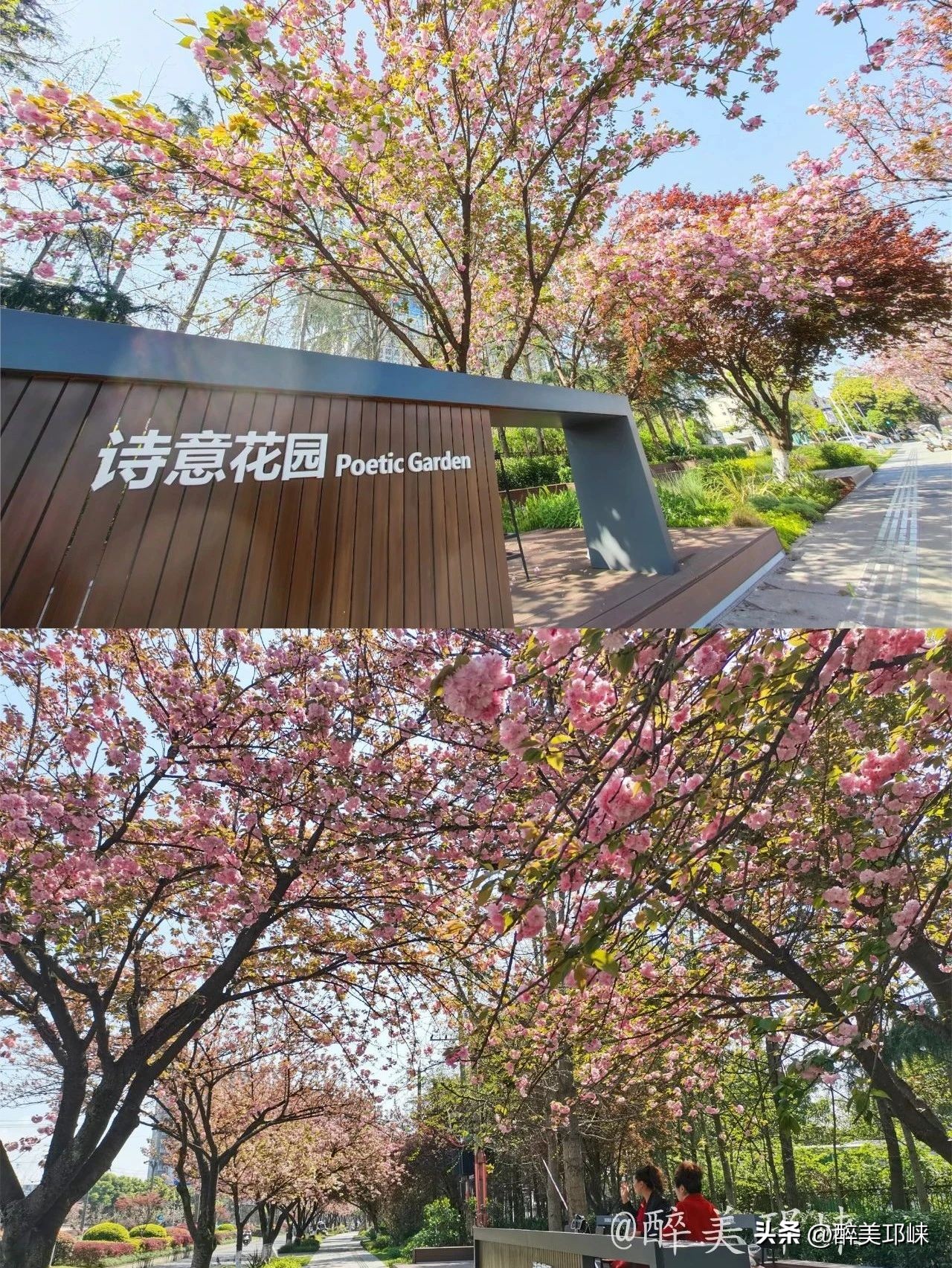 冬日到昆明赴一场浪漫的樱花之约,一场浪漫的樱花邂逅