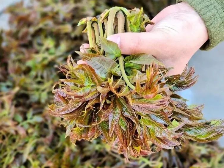 乡村网事大结局,乡村网事