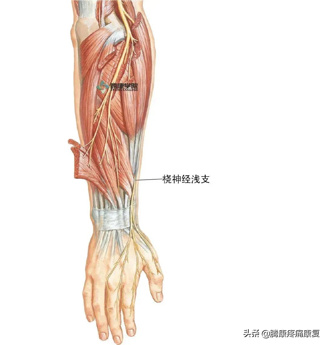 胳膊与肩膀相连处疼痛是什么原因,左胳膊上臂疼痛是什么原因造成的
