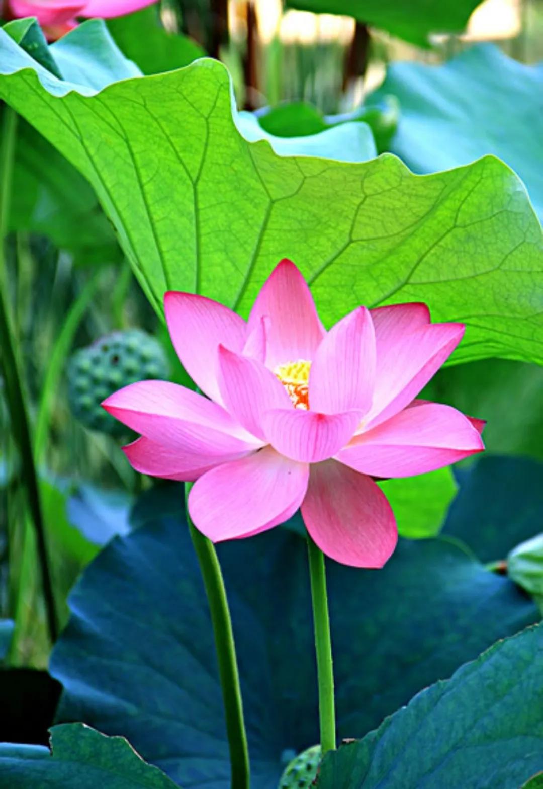 我心悦于你语音,我心悦于你用诗词怎么说