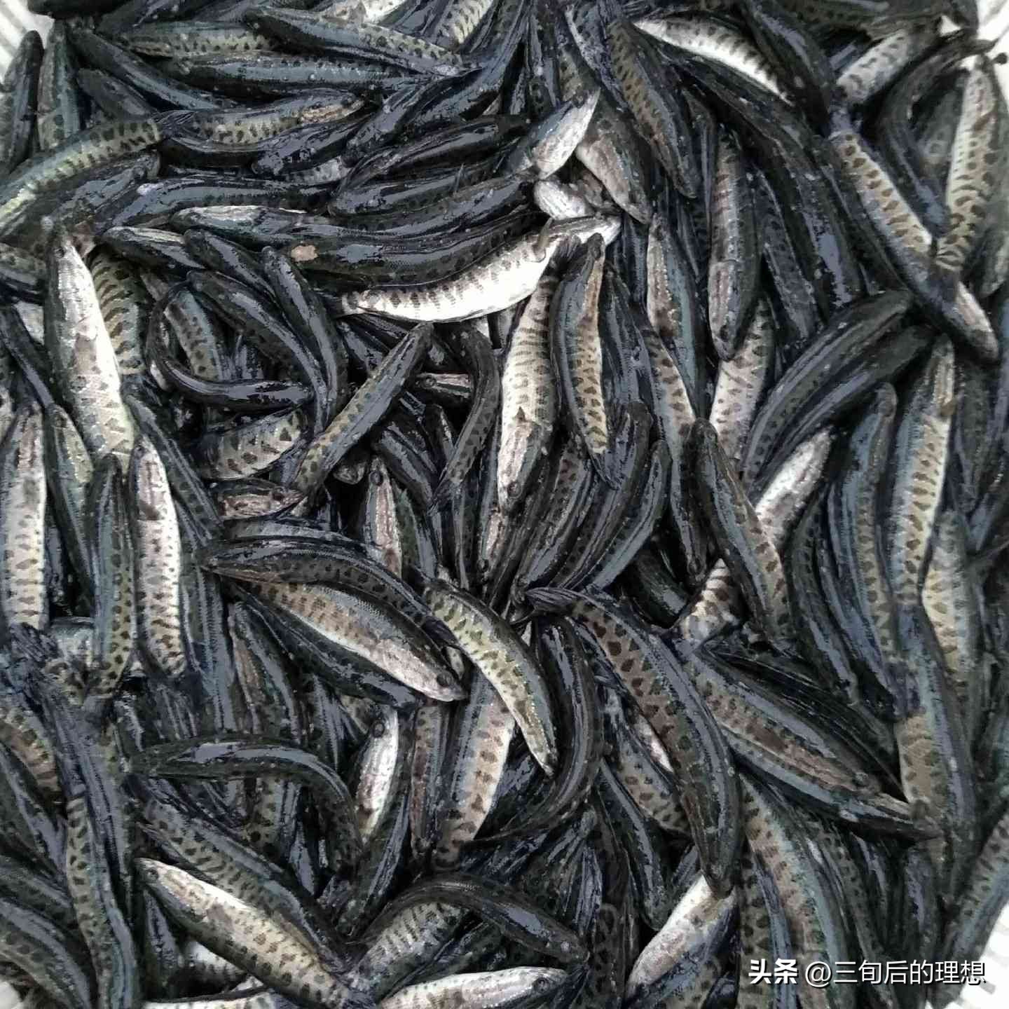 人工饲料和野生杂鱼,人工混合鱼饲料配方