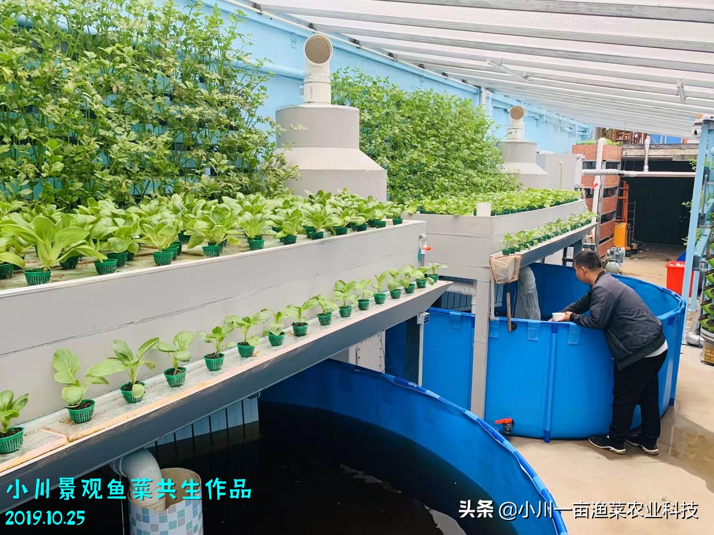 鱼菜共生硝化菌的制作方法,鱼菜共生需要投放硝化菌吗