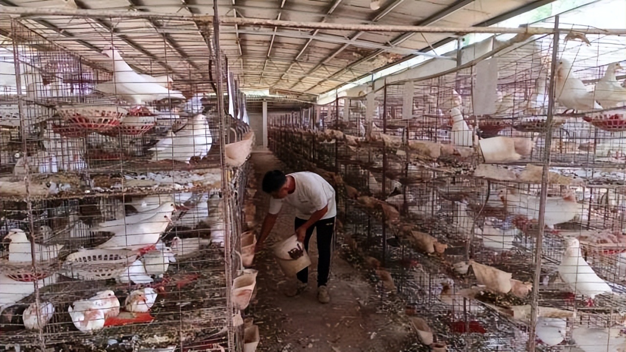 返乡创业新农人90后,创业90后新农人