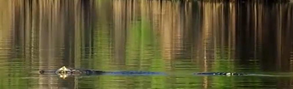 一国一品走进拉美,一国一品