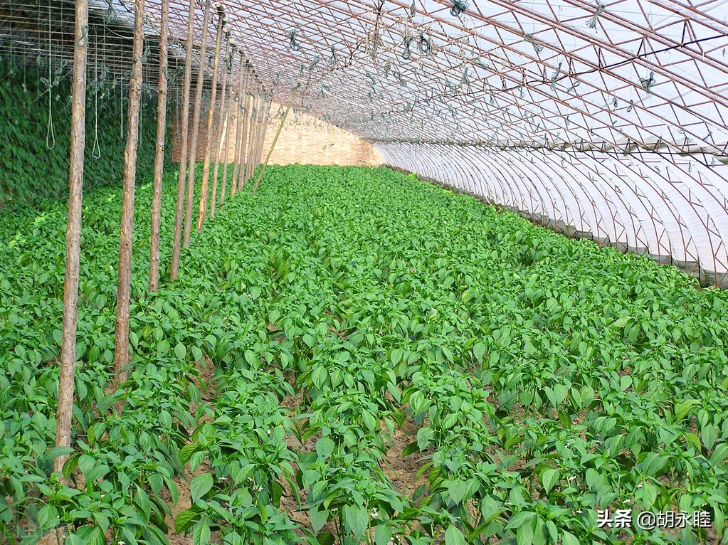 温室大棚降温,温室大棚夏季降温