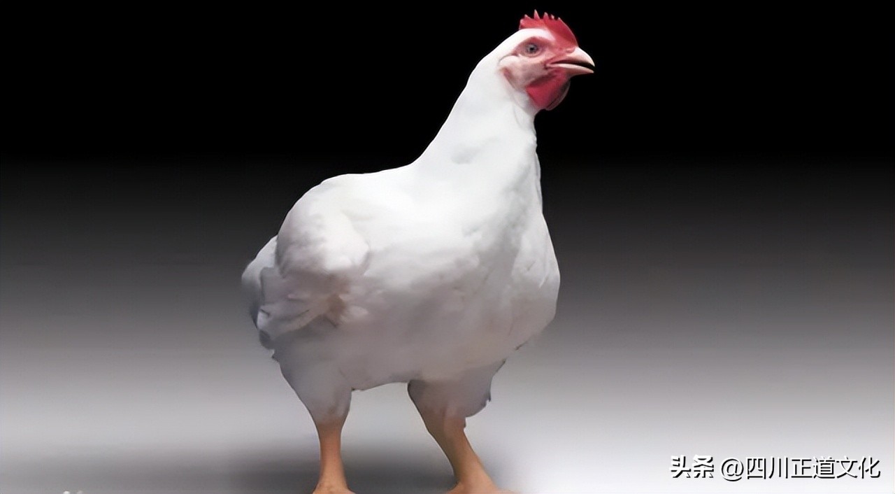 东亚人与白人体质差距,中国人与白种人对比