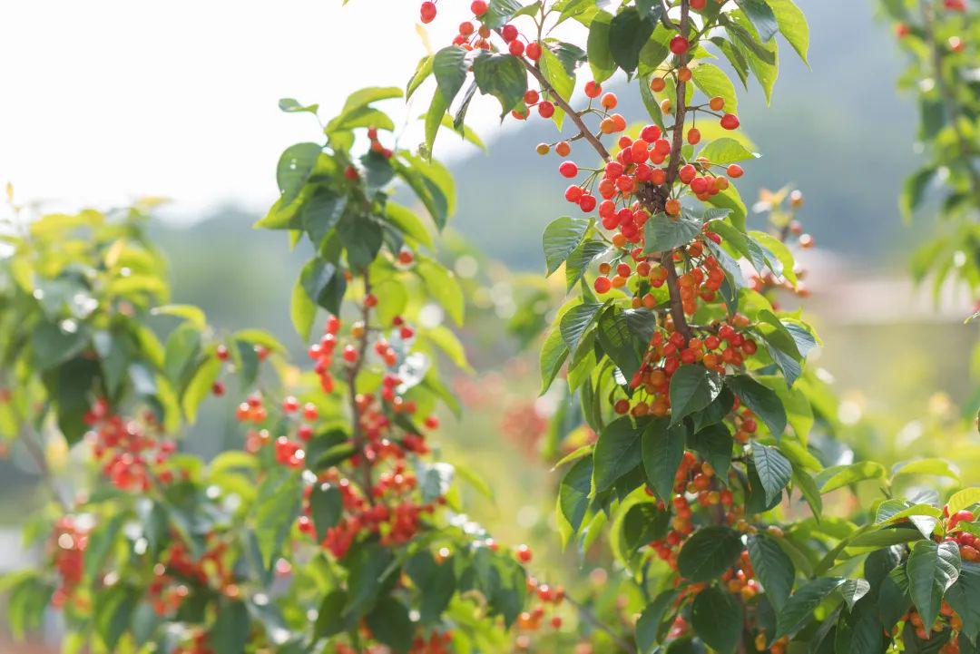 青岛在哪摘樱桃,青岛摘樱桃的好去处