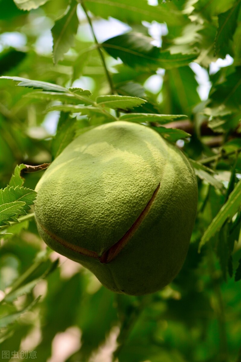 江西文冠果,文冠果是野生的吗