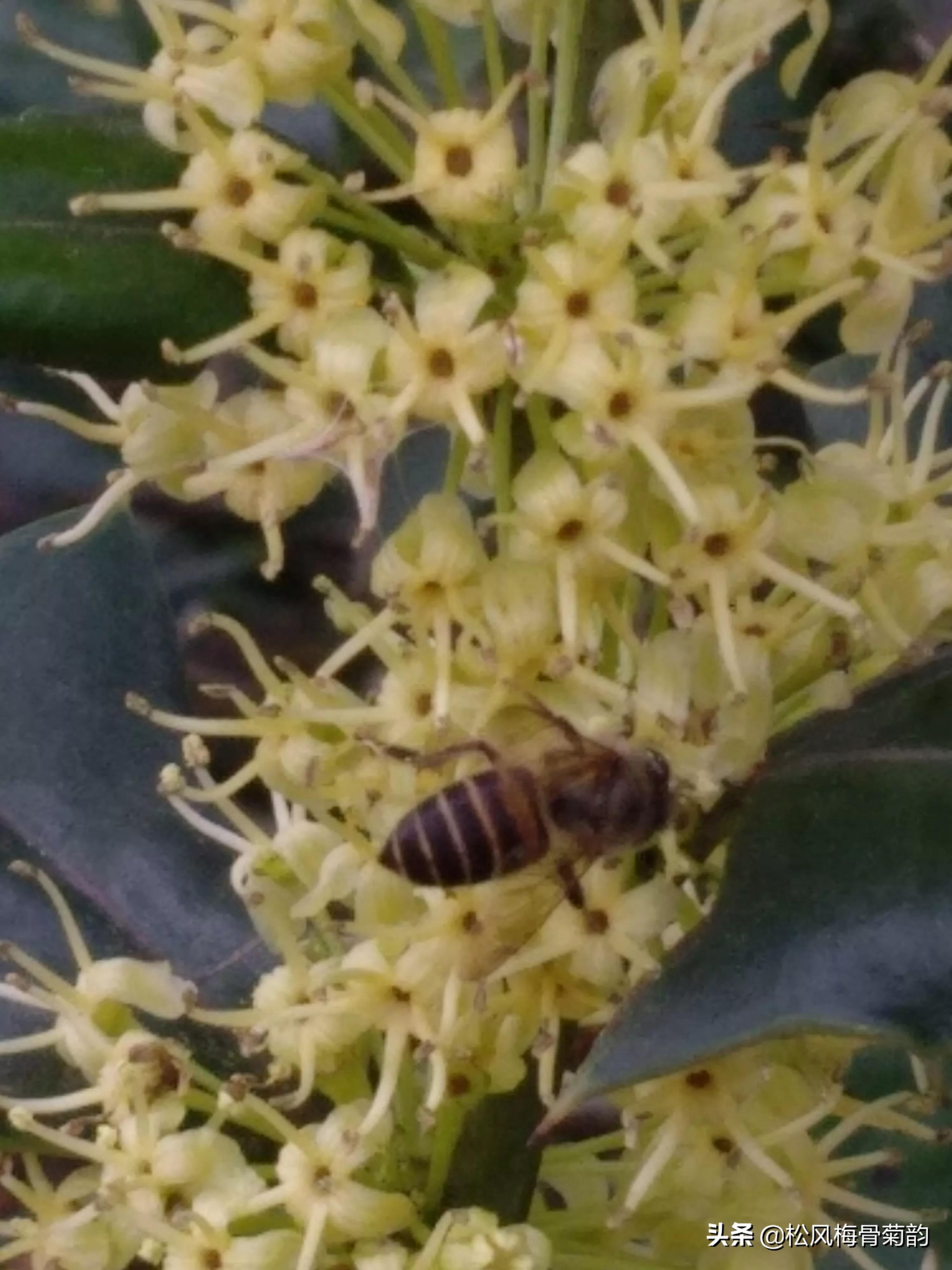 猫儿刺花香,猫儿刺为什么开花不结果