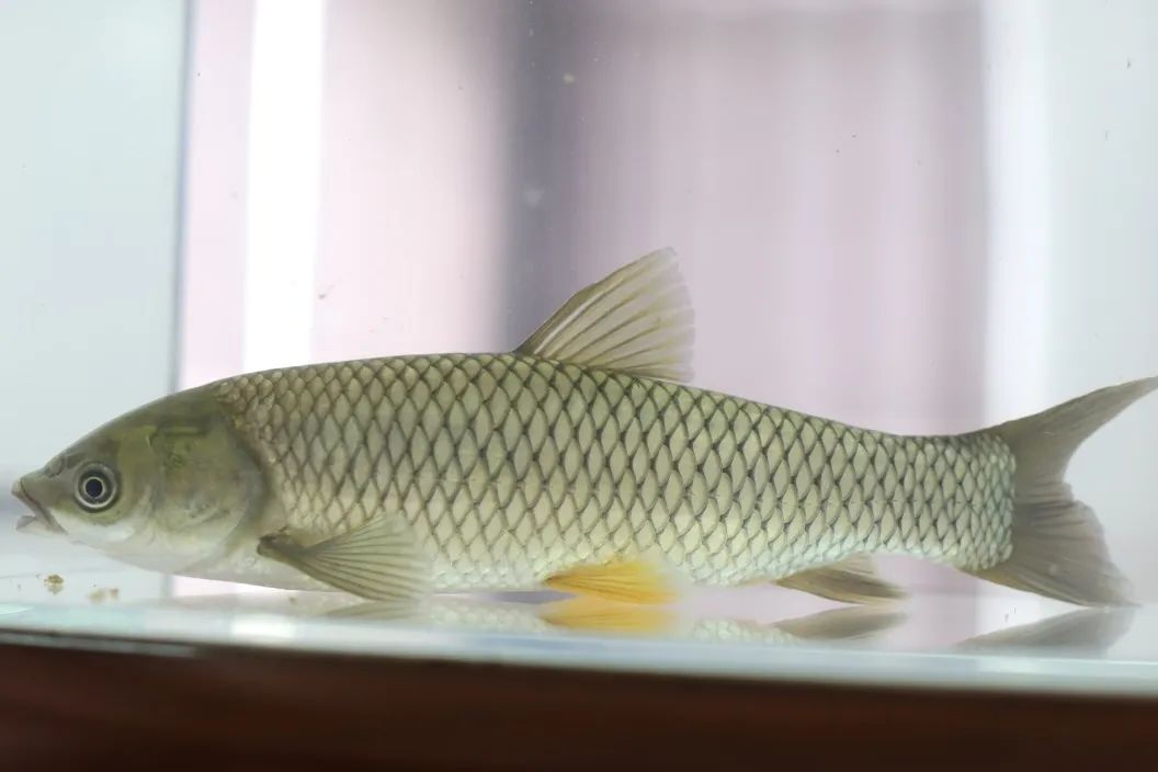 四大淡水名鱼是些什么鱼,四大家鱼青鱼是鲤鱼吗