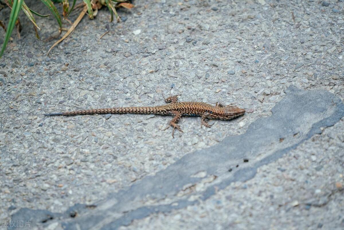 屋内发现四脚蛇怎么办,家里出现四脚蛇是怎么回事