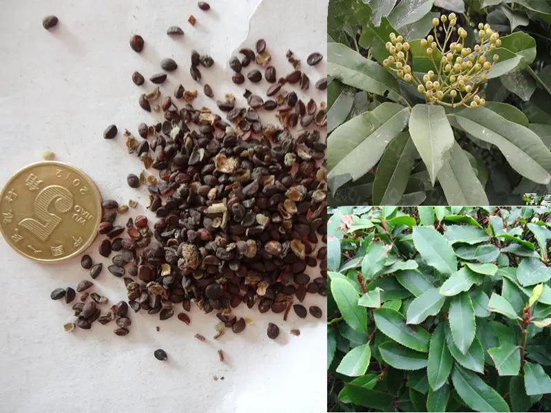 石楠花那么臭为什么要种那么多,石楠花到底是什么