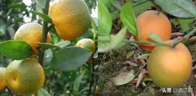 黄龙病的最新防治方法,黄龙病怎么治效果最好