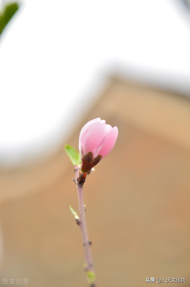 爱的古诗三首,含有爱的诗句古诗大全