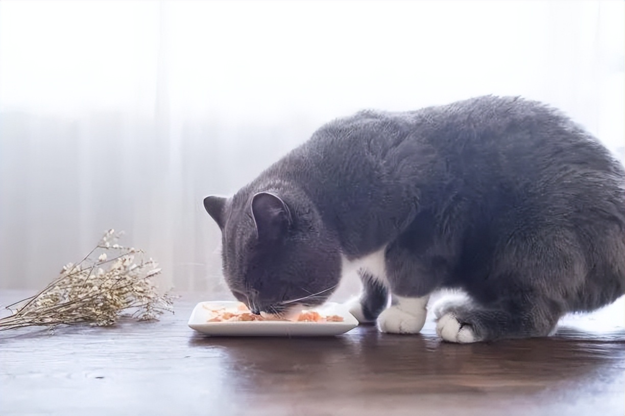 养猫新手注意事项,猫怎么养新手养猫需注意4大问题