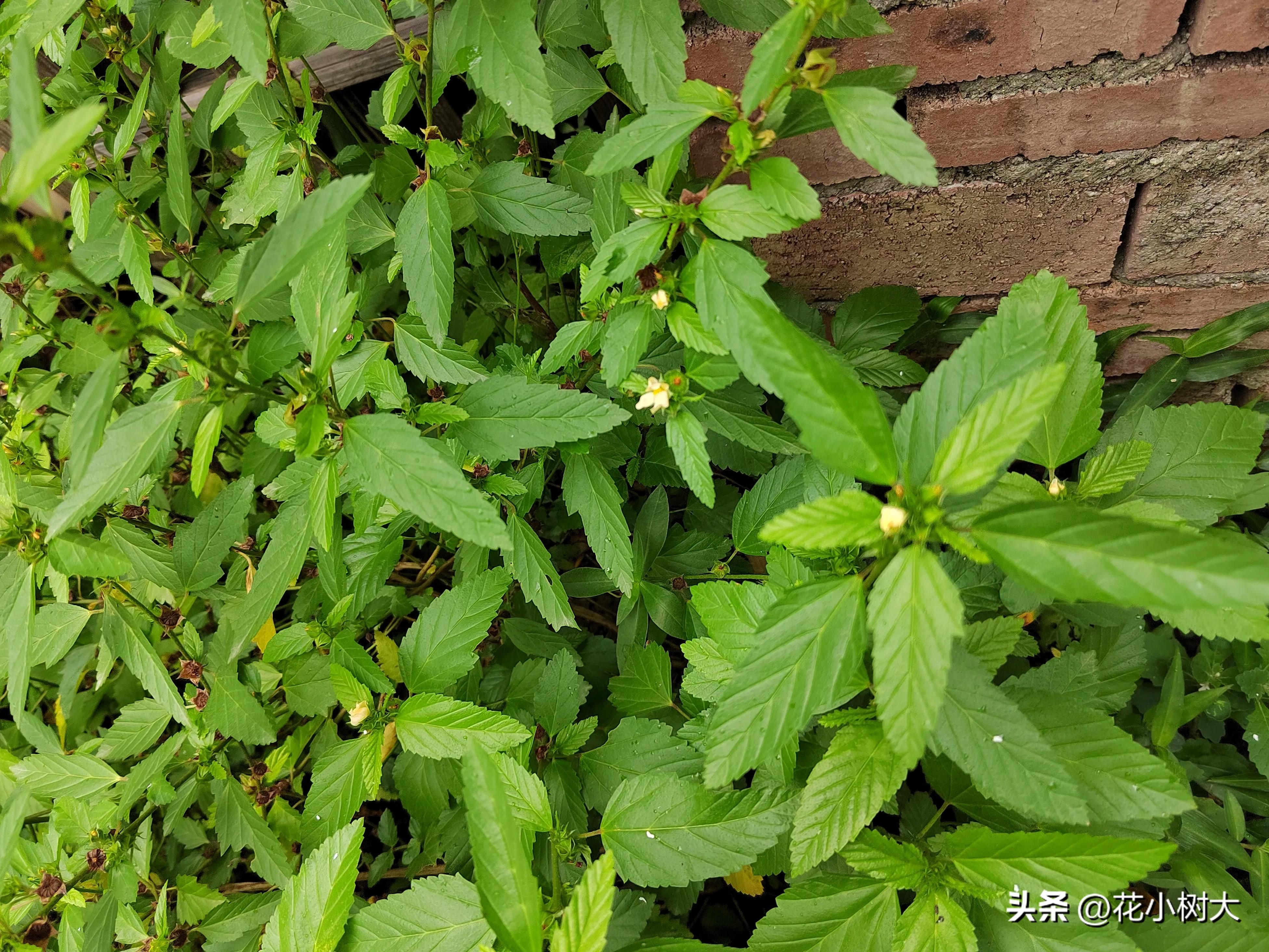 植物图鉴菊花,植物视频实拍