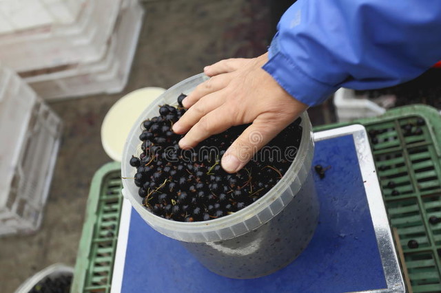 农业农村与农业有何本质区别,农业与农民的出路在哪里