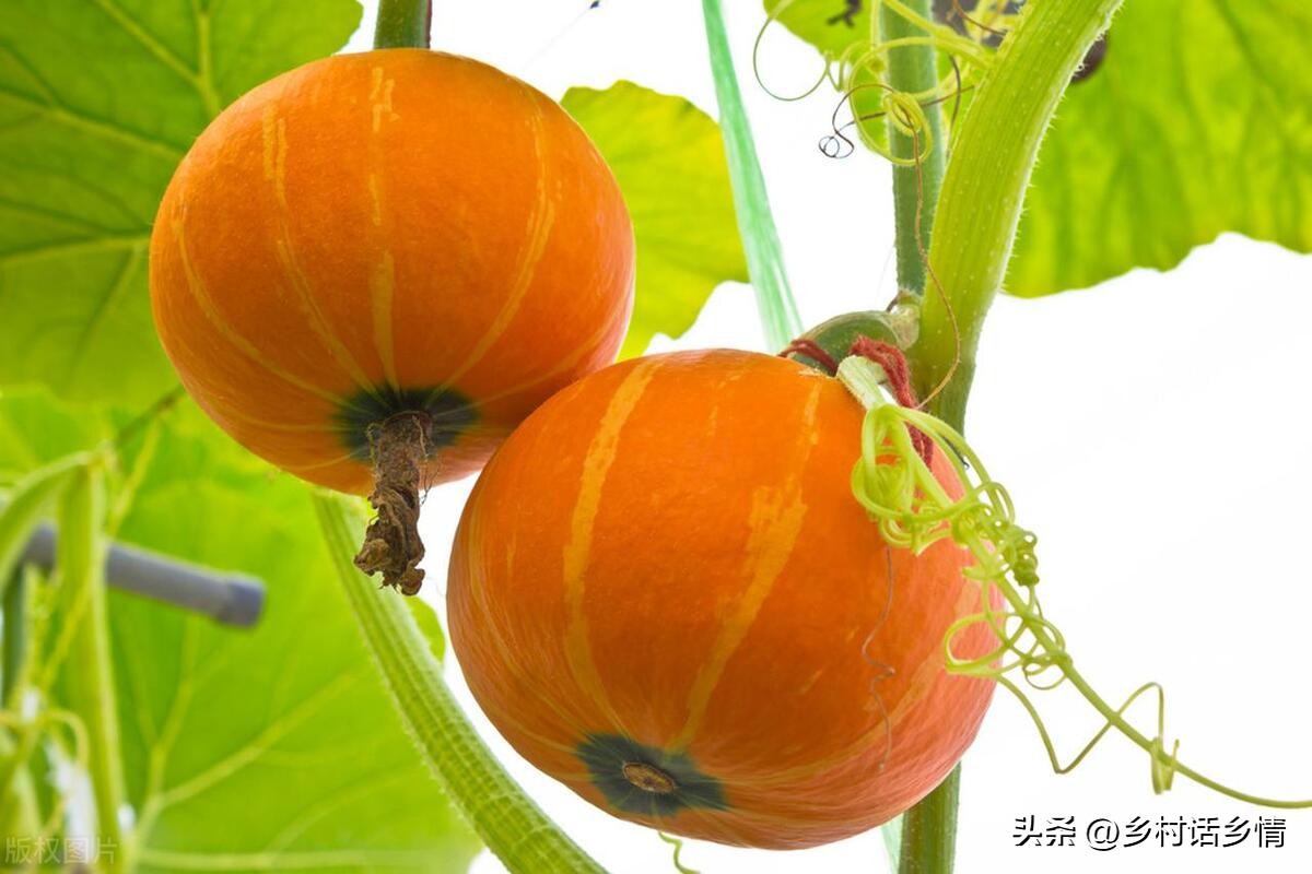 黄瓜南瓜丝瓜的花多半都不会结果,节节瓜开花后怎样才能结瓜