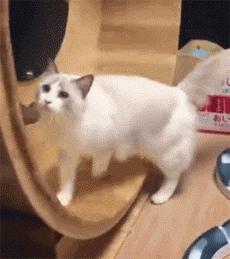 你想不到的冷知识系列7,1分钟带你了解关于布偶猫