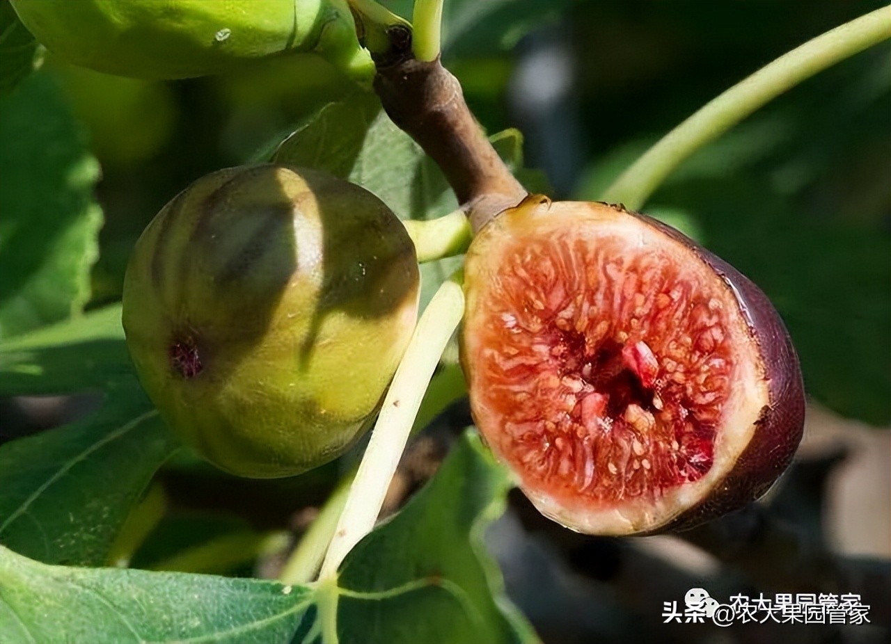 无花果的栽培技术,无花果树苗栽培技术