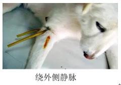 兽医临床诊断学名词解释,兽医临床诊断学教学视频