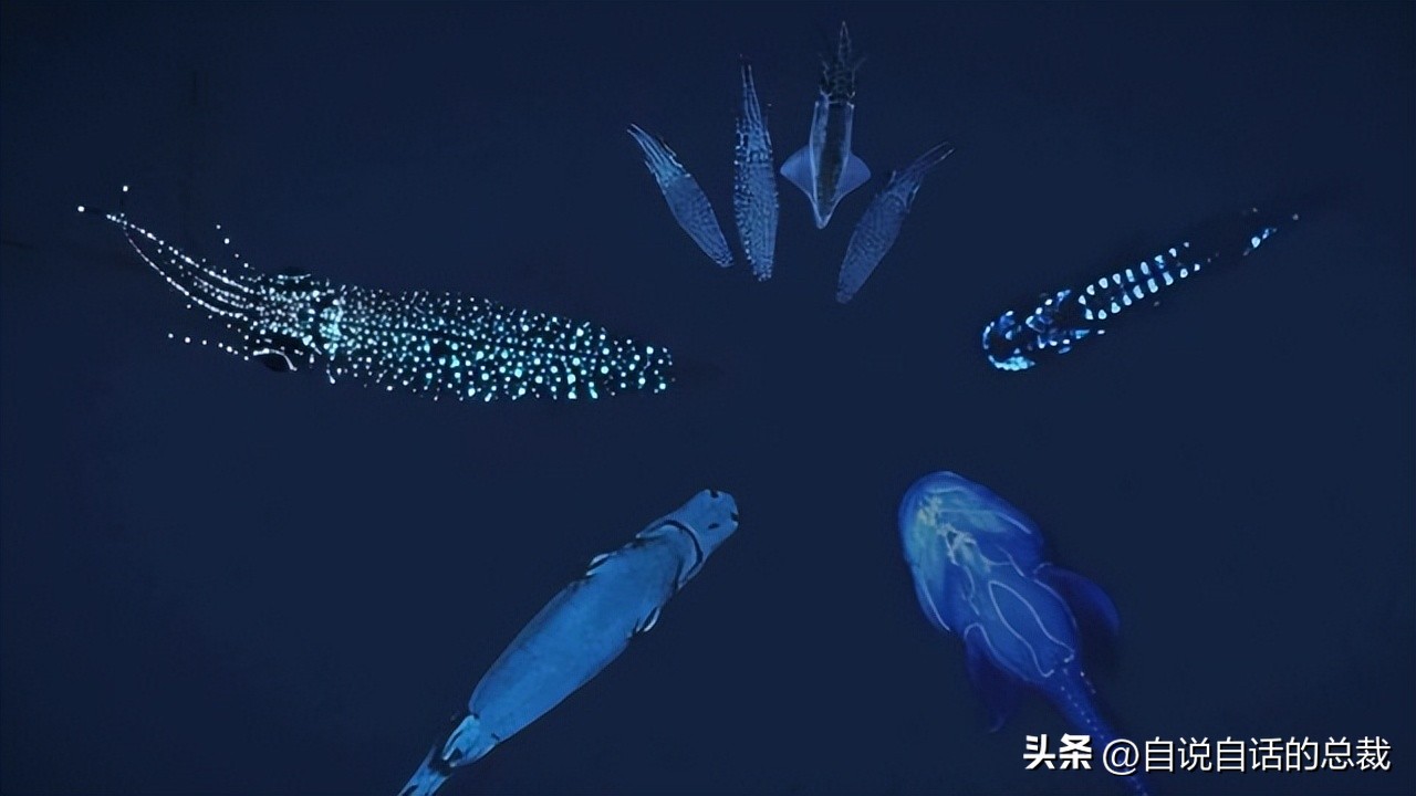 潜入深海寻找宝藏,潜入海底最深处你会发现什么