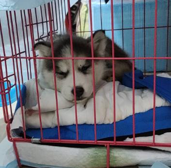 宠物医生狗狗不吃饭,宠物狗不吃饭不喝水怎么办