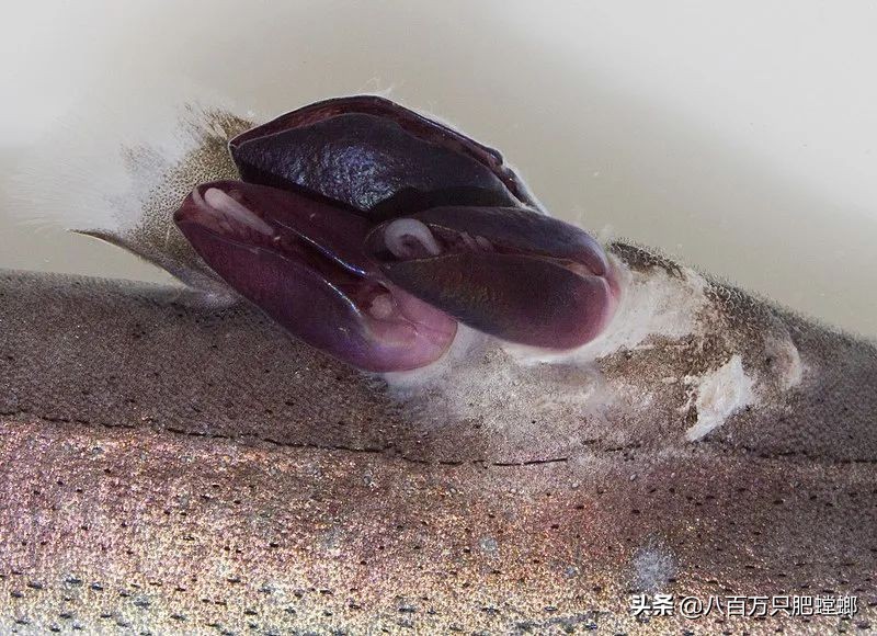 被寄生的螃蟹有意识吗,被寄生了的螃蟹