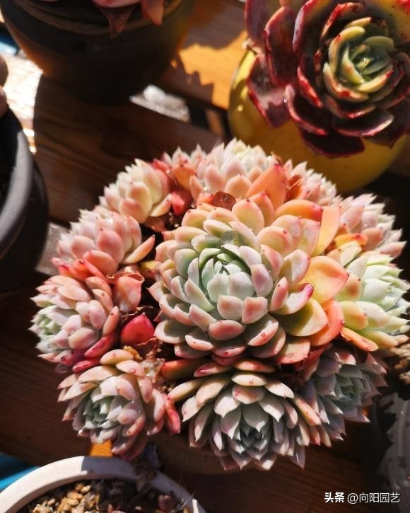 春天买的多肉怎么养,春天买多肉怎么放