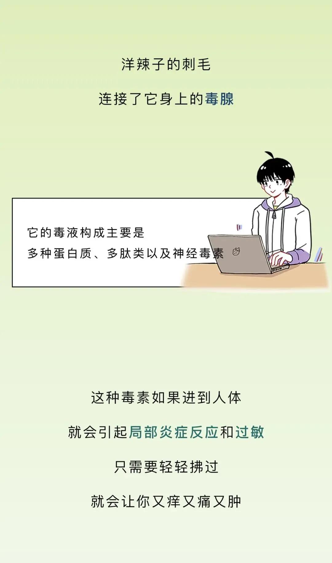 最近看到这些虫子，不要随便拍，建议提前了解（漫画讲解）