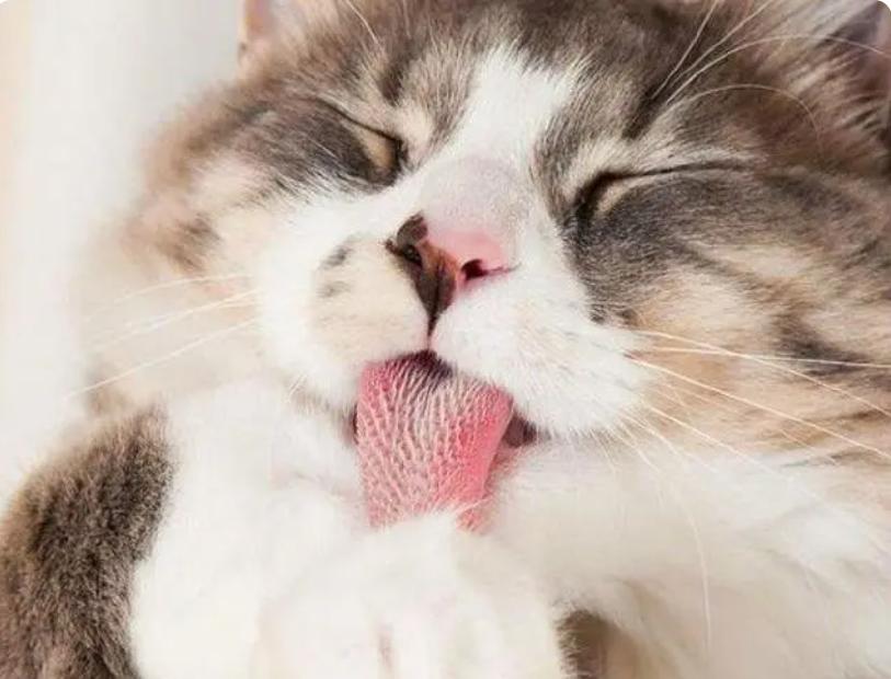 猫体外驱虫怎么知道有没有效果,猫驱虫是体内驱虫还是体外驱虫好