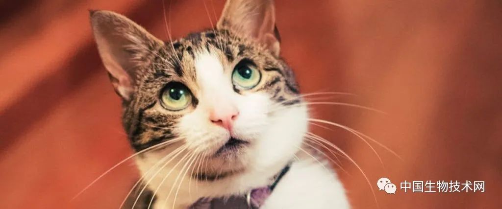 科学家发现，猫脑子越来越小了，是“铲屎官”们造成的？