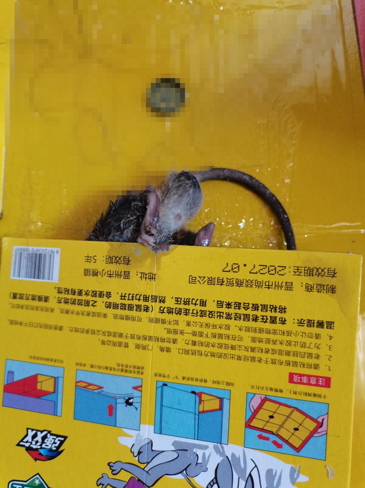 我们家进了一只老鼠，历时近2月，终于把它抓住啦