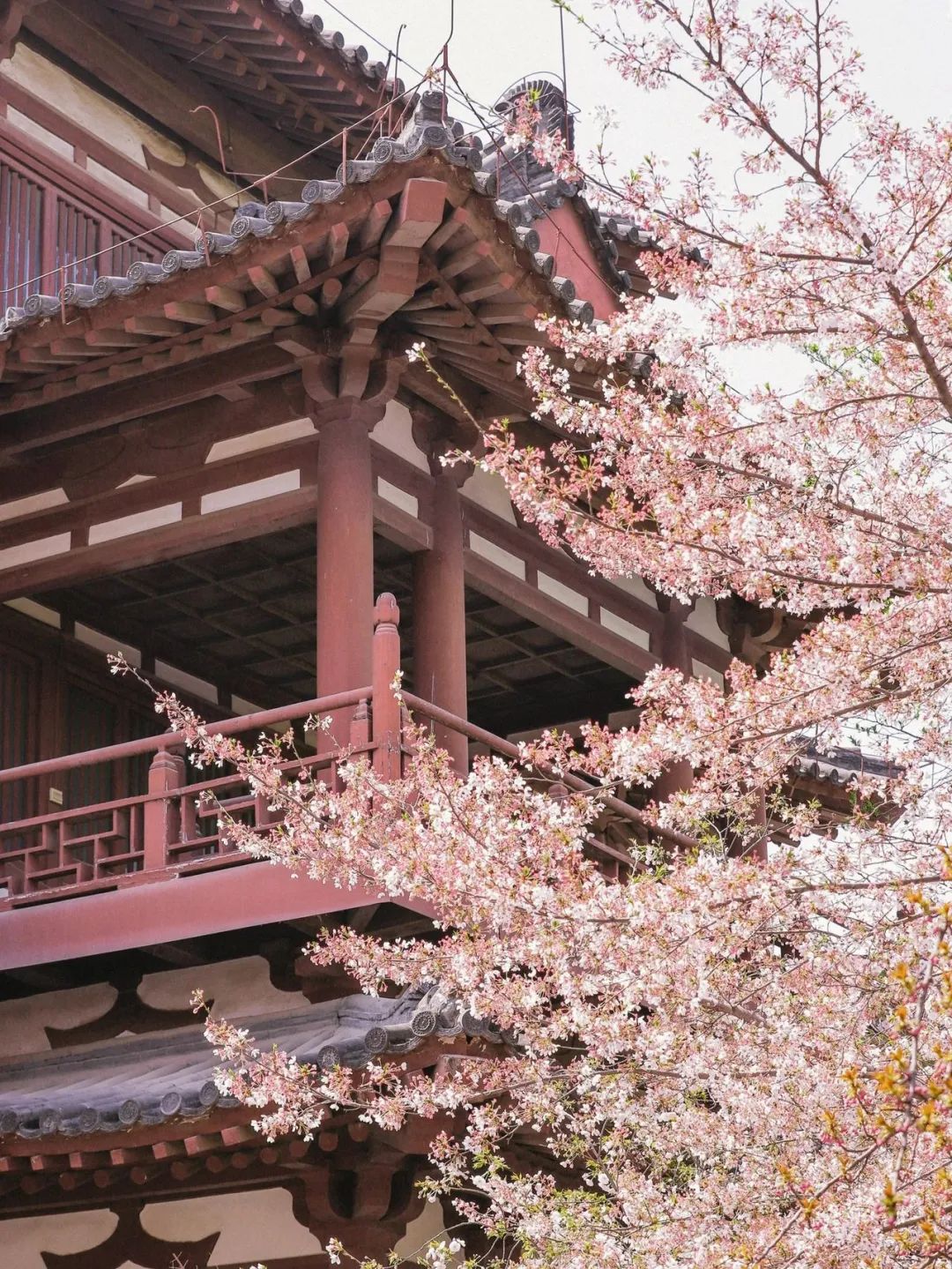 日本100个最佳樱花景点,日本十大樱花景点