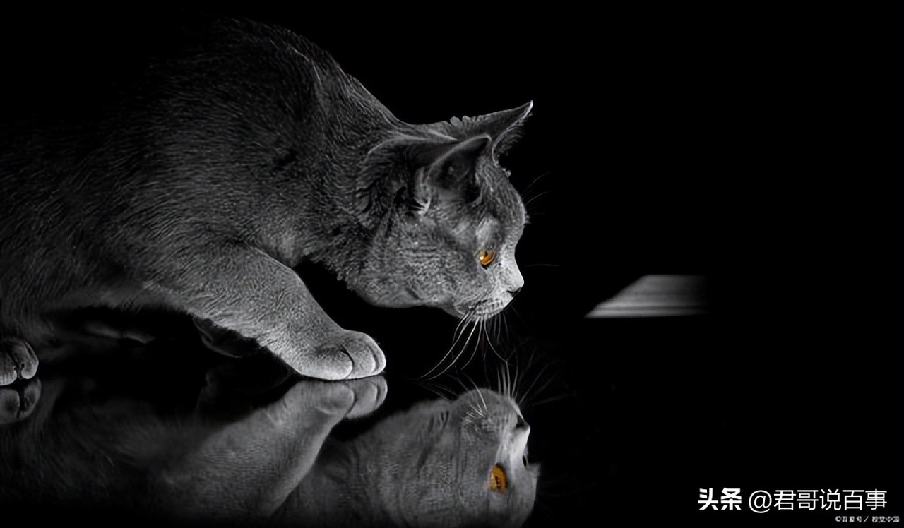 猫抓住老鼠后为什么老鼠放弃抵抗,猫抓住老鼠为什么要玩